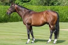 Frankel x