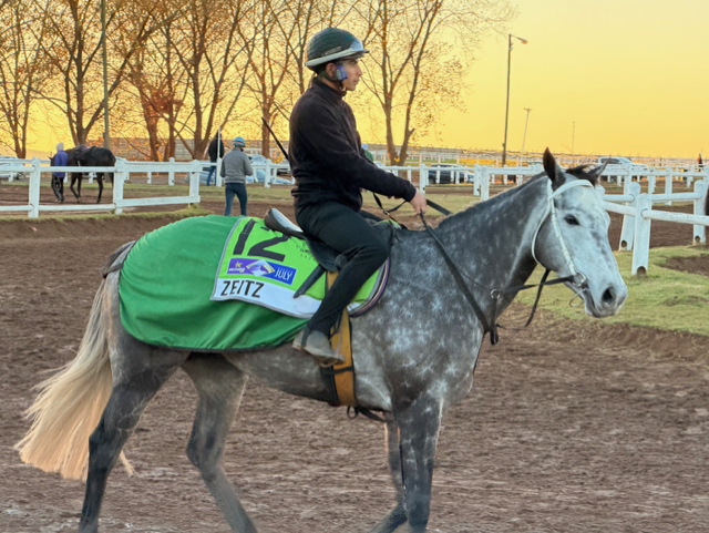 Grey horse Durban July